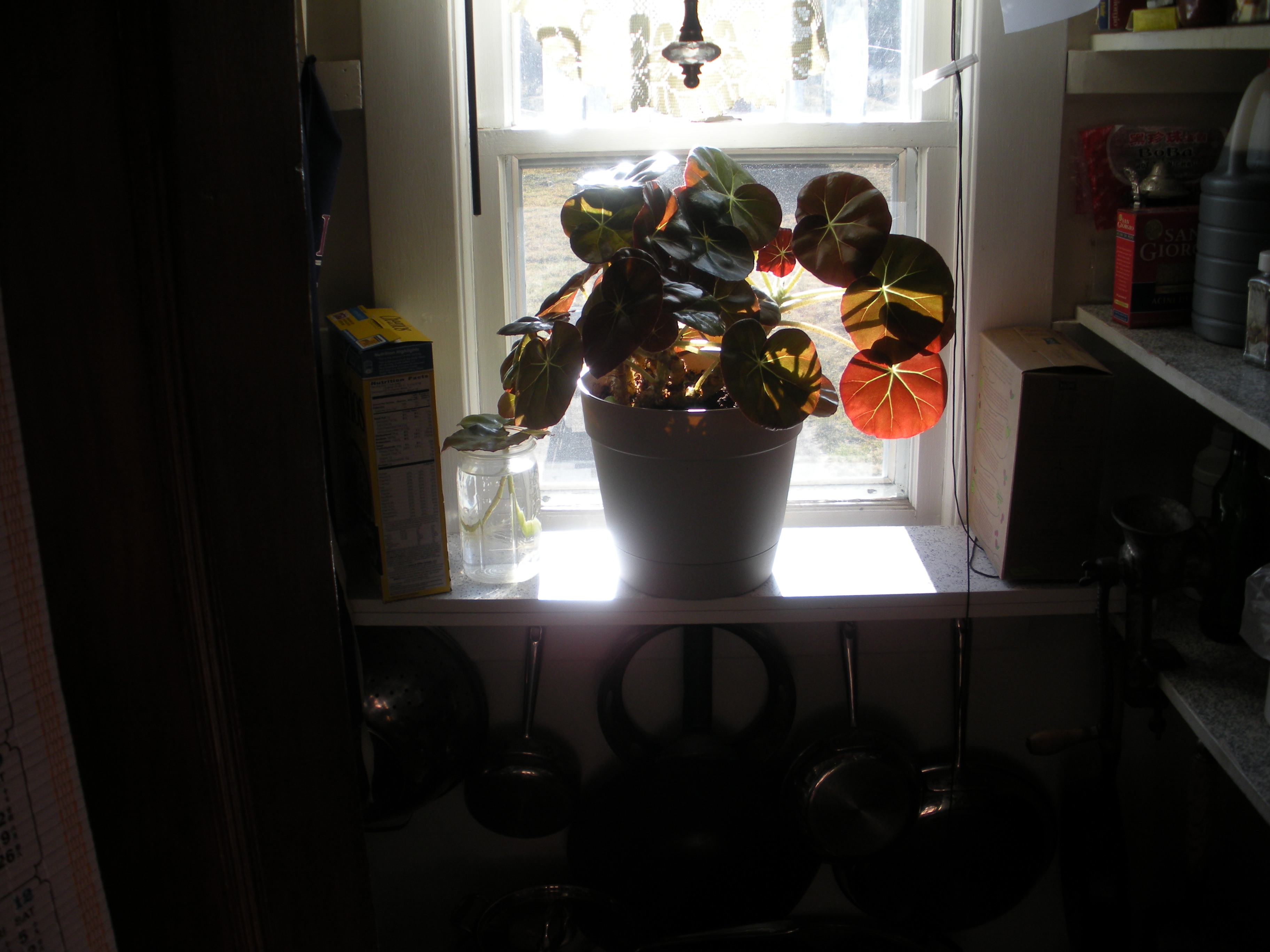 Photo Beafstake Begonia